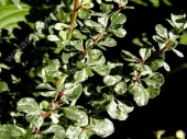 Berberis thunbergii 'Kelleriis' 